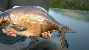 Euro Fishing - recenzja 10 euro fishing slider